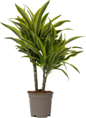 Zdjęcie produktu dla Dracena - Dracaena deremensis 'Lemon Lime' - Wysokość 60-70cm - ⌀17cm