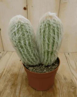 Productafbeelding van Cactus spinnenweb kamerplant Warentuin Natuurlijk