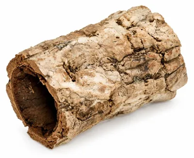 Hohle Korkröhre aus unbehandelter Rinde der Korkeiche, 10 cm lang, Ø 5 bis 9 cm – freigestellt vor weißem Hintergrund