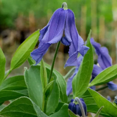 Immagine prodotto di 6 x Clematide integrifolia 'Blue Ribbons' - Vaso da 9 cm x 9 cm