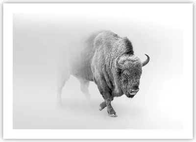 Produktbild von Poster - Poster ohne Rahmen - Wisent Schwarzweiß Licht - 70x50 cm - Wand Bild - Wanddeko - Wandbilder - Kunstposter - Wandposter - Bilder - Kunstdruck - Wanddekoration - Wandbild - P2XAA70x50-4418