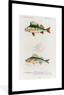 Produktbild von MuchoWow® MuchoWow® Gerahmtes Poster Fisch - Jahrgang - Realismus 60x90 cm - Poster mit zchwarzem Bilderrahmen - Dekoration - Wandposter Wohnzimmer - Hochwertig