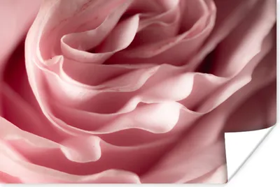 Produktbild von MuchoWow® Poster Rosenblütenblätter - Rosen - Rosa 60x40 cm - Schlafzimmerdekoration