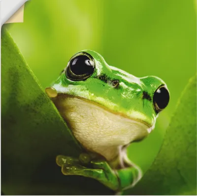 Produktbild von ARTland Wandbild, selbstklebend Ausspähender Frosch Größe: 40x40 cm