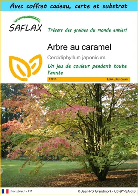 Image de SAFLAX Ensemble-cadeau - Arbre au caramel - 200 graines - Cercidiphyllum