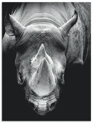 Produktbild von ARTland Wandbild Alu für Innen & Outdoor Das Nashorn Größe: 45x60 cm