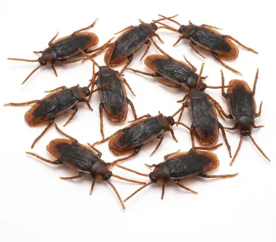 Produktbild von Kakerlaken Spielzeug 10 Stück Scherzartikel Gruselig Realistisch Insekten Halloween Party Horror Deko Witz Fake