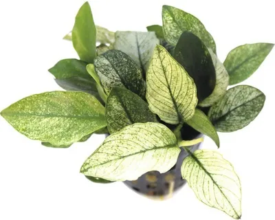 Produktbild von Wasserpflanze Anubias nana Pinto