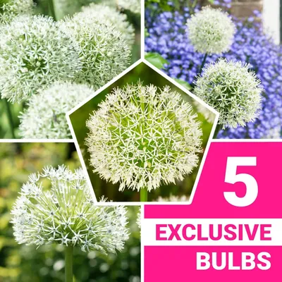 Produktbild von Allium Zwiebeln Winterhart Mehrjährig - White Giant - 5 Blumenzwiebeln - Allium Giganteum Zwiebeln - Duftende Pflanzen aus Holland für Garten, Topf (große Knollen, kein Samen, nicht künstlich)
