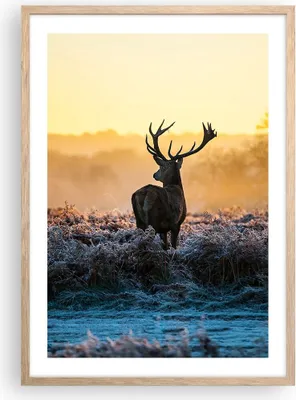 Produktbild von Gerahmtes Poster - Rahmen in heller Eiche - Feld Nebel Natur Baum - 50x70 cm - Wand Bild - Wanddeko - Wandbilder - Wandposter - Bilderrahmen - Bilder - Kunstdruck - Wandbild - P2NPA50x70-2428
