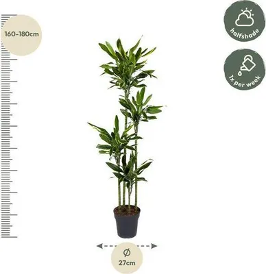 Zdjęcie produktu dla Drzewo smocze Dracaena Golden Coast 170 cm, średnica 27 cm – egzotyczna roślina doniczkowa, element dekoracyjny