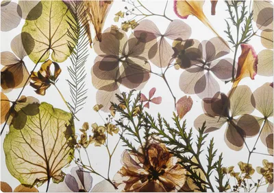 Produktbild von Getrocknete Blätter und Blumen – Bodenschutzmatte – Stuhlunterlage 100x100 cm – Rutschfest – Hartbodenmatte