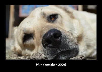 Produktbild von Hundezauber 2025 Fotokalender DIN A3