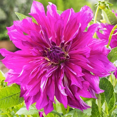 Obrázok produktu pre Fialová Taiheijo Dekoratívna Dahlia 1 kus Sadenice Dahlia veľké hľuzy