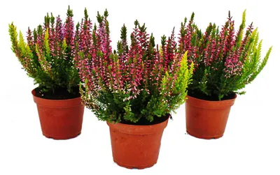 Produktbild von Mehrfarbige Calluna vulgaris Set mit 3 Pflanzen Besenheide Heidekraut winterhart 11cm Topf drei Farben pro Topf (Trio)