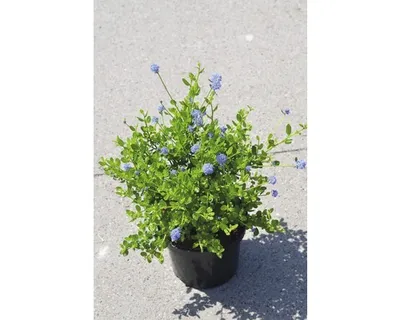 Produktbild von Säckelblume FloraSelf Ceanothus impressus 'Victoria' H 40-50 cm Co 4 L, bedingt frosthart