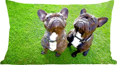 Produktbild von MuchoWow® Zierkissen Sofakissen Wohnzimmer Dekokissen 50x30 cm Französische Bulldogge - Gras - Halsband - Wohnzimmerdekoration - Polster mit Photo