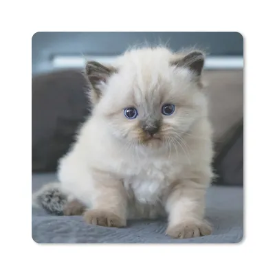 Produktbild von MuchoWow® Mauspad Mousepad Kätzchen - Katze - Tier 20x20 cm - Mousepads - Maus Mat - Pad - Mausunterlage - Desk Mat - Bureauartikeln