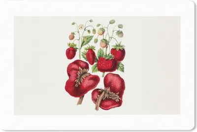 Produktbild von MuchoWow® Mauspad Mousepad Erdbeeren - Obst - Pflanze 27x18 cm - Mousepads - Maus Mat - Pad - Mausunterlage - Büroartikel - Desk Matten