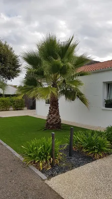 Image de Washingtonia robusta / Palmier du Mexique