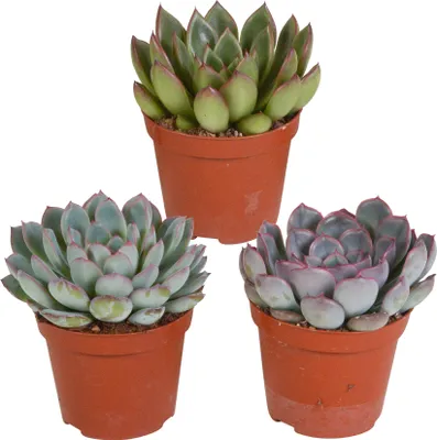 Produktbild von Echeveria Mix 8,5 cm