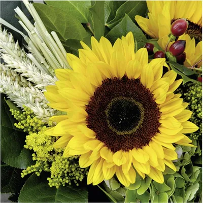 Produktbild von TI-FLAIR Lunch-Serviette 33x33cm Sonnenblumen
