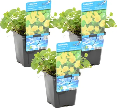 Zdjęcie produktu dla Bloomique - Zestaw 3 szt. - Lysimachia Nummularia - Złocień - Rośliny do oczek wodnych - Rośliny wodne - Odporne na zimę - Wysokość 10-20 cm - Doniczka 9 cm