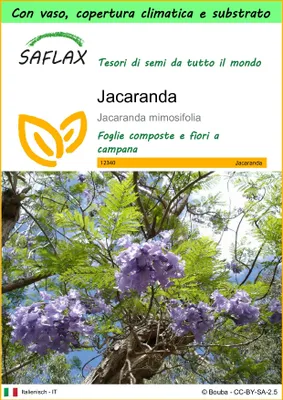 Immagine prodotto di SAFLAX Garden to go - Jacaranda - 50 semi - Jacaranda