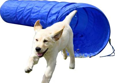 Produktbild von dobar Agility Tunnel 300 cm lang, zusammenfaltbarer Tunnel für Hundesport, Ø 50 cm, Blau