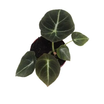 Obrázek produktu pro Alocasia 'Black Velvet' ca. 30 cm - šípový list - sloní ucho - pokojová rostlina - zelená rostlina