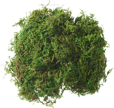 Produktbild von VBS Moos, ca. 22 g, dunkelgrün