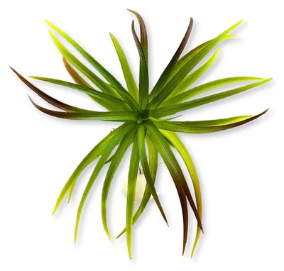 Immagine prodotto di BioPlant Tillandsia brachycaulos abdida, pianta artificiale verde, imitazione perfetta