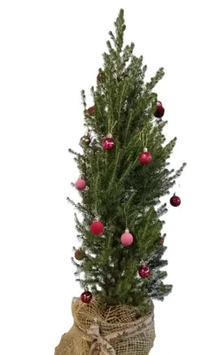 Immagine prodotto di Piccolo albero di Natale Picea Glauca Conica dicembre 70-80 cm