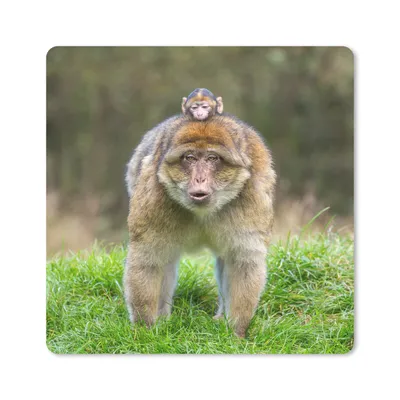 Produktbild von MuchoWow® Mauspad Mousepad Tier - Affe - Baby 20x20 cm - Mousepads - Maus Mat - Pad - Mausunterlage - Desk Mat - Bureauartikeln