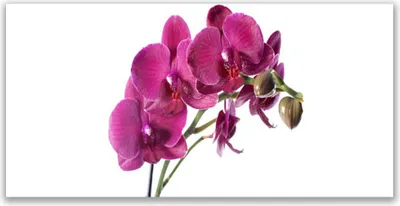 Produktbild von Glasbilder 120x60 Wandbild Druck auf Glas Blumen Pflanzen