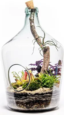 Obrázok produktu pre Gardners Glass terárium demižón otvorený z recyklovaného skla, 10 l - osadené vlhkosťou