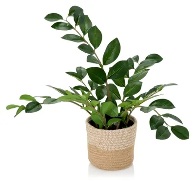 Produktbild von Kunstpflanze ZAMIE Höhe 50 cm Grün Deko Zamioculcas Zimmerpflanze