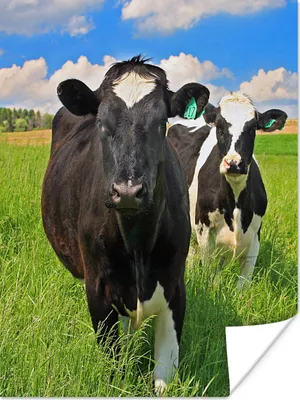 Produktbild von MuchoWow® Poster Kuh - Gras - Natur - Tiere 120x160 cm - Wandbilder