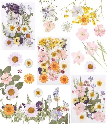 Produktbild von Famanu Set gepresste getrocknete Blumen - 66 Stück für kreative DIY-Projekte