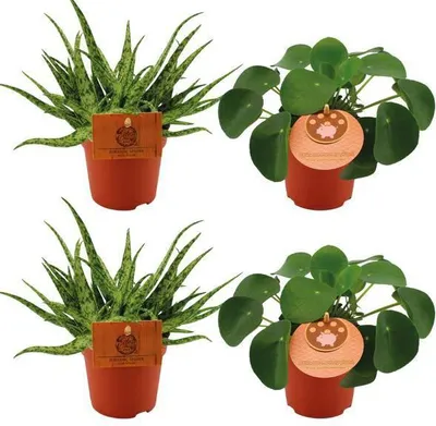 Produktbild von Aloe Spider + Pilea Peperomioides – 4 Zimmerpflanzen im Set – Ø10.5cm – ↕10cm – Pflegeleichte Grünpflanzen & Sukkulenten – Dekorativ für Wohnzimmer, Fensterbank & Büro