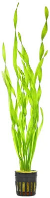 Productafbeelding van Moerings Vallisneria Asiatica | Schroefvallisneria | in 5 cm pot