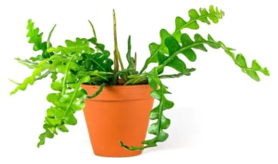 Obrázok produktu pre Gardnerov Epiphyllum anguliger, priemer 9 cm