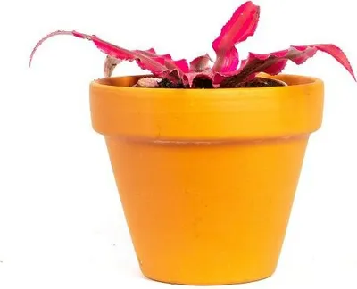 Obrázok produktu pre Gardners Cryptanthus Rubin Star, priemer 6 cm