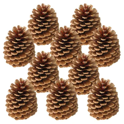 Produktbild von Zapfen Tannenzapfen für Gestecke Naturdeko Bastelmaterial braun 10er Set 10-14 cm