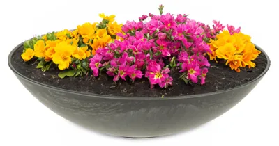 Produktbild von Flache Pflanzschale für draussen Dekoschale rund schwarz 25 cm