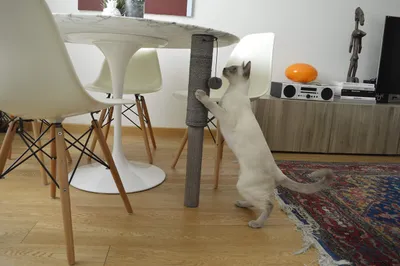 Zdjęcie produktu dla Drapak dla kota United Pets - stabilny i trwały