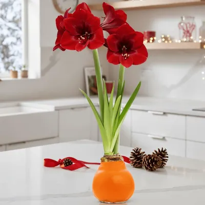 Obrázek produktu pro Amaryllis v vosku, oranžová (2 cibule) - Cibule amaryllisu v vosku, velká velikost 26/28 - Skutečné rostliny z Holandska - Hippeastrum (žádná semena, ne umělá)