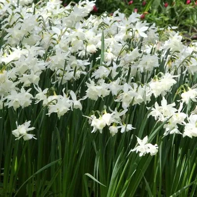 Obrázok produktu pre Narcis - 50 x Narcis Thalia