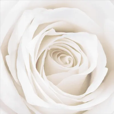 Produktbild von Fototapete Blumen - Vliestapete - Bildtapete UV-beständig Rose beige Landhaus Wandtapete geruchsfrei