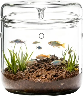 Productafbeelding van Glazen terrarium 12 x 17,5 cm, met deksel, voor kantoor